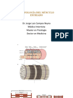 Morfología Del Músculo