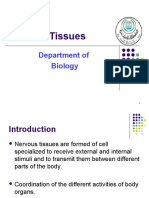 Nervous Tissues: Department of Biology