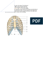 The Term Thorax 1