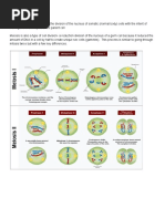 LAB - Meiosis Modeling