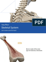 Skeletal Vertibrate System