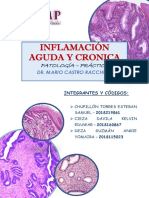Practica 3 - Patologia Practica - Dr. Racchumi