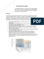 Estructura de la piel en 3 capas: epidermis, dermis y subcutis