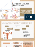 Sistema Genital