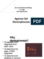 Agarose Gel Electrophoresis: Genetics and Molecular Biology 3 Stage MLT Department