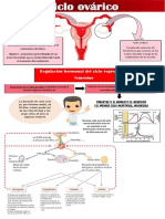 Ciclo Ovarico 2