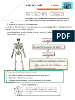 C. T 2°el Sistema Óseo