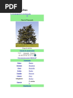 Características del género Pinus | PDF | Pino | Arboles