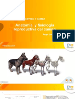 Anatomía y Fisiología Reproductiva Del Canino
