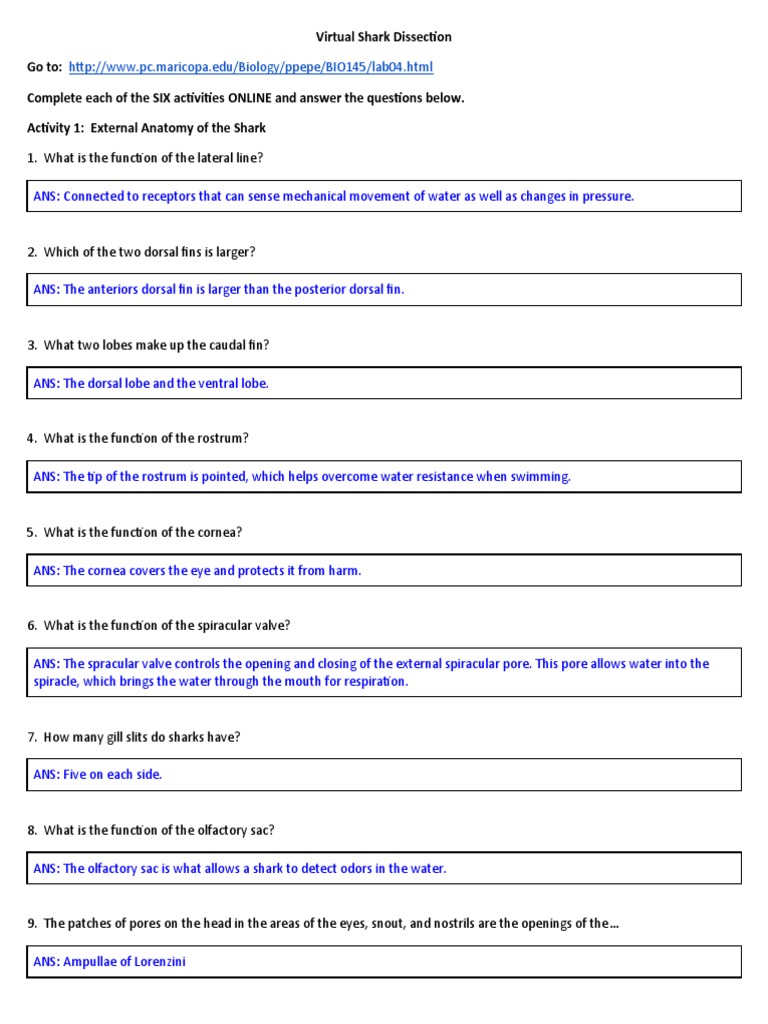 Sean Burke - Virtual-Shark-Dissection Questions | PDF | Gill | Heart