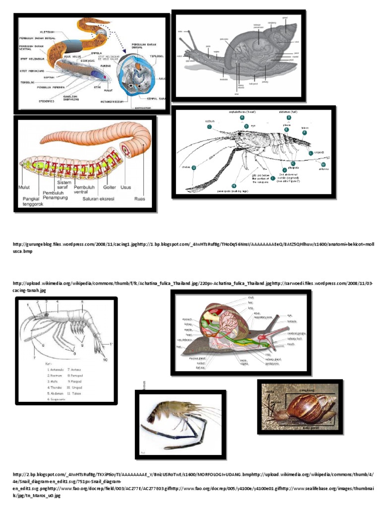 Invertebrate Anatomy Overview | PDF
