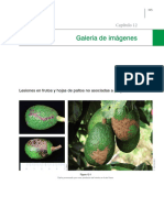 Galería de Imágenes. Capítulo 12. Lesiones en Frutos y Hojas de Paltos No Asociadas A Plagas