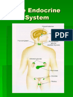 Endocrine System