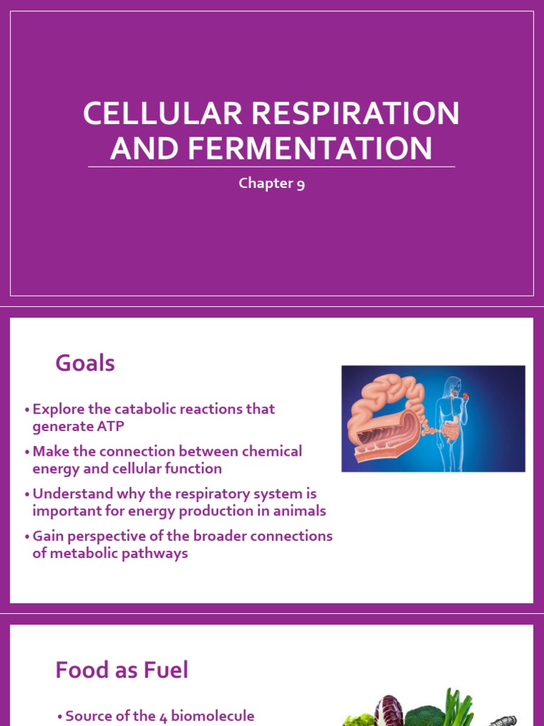 Chapter9 CellularRespirationFermentation - Student - BIO21 - SMC | PDF ...