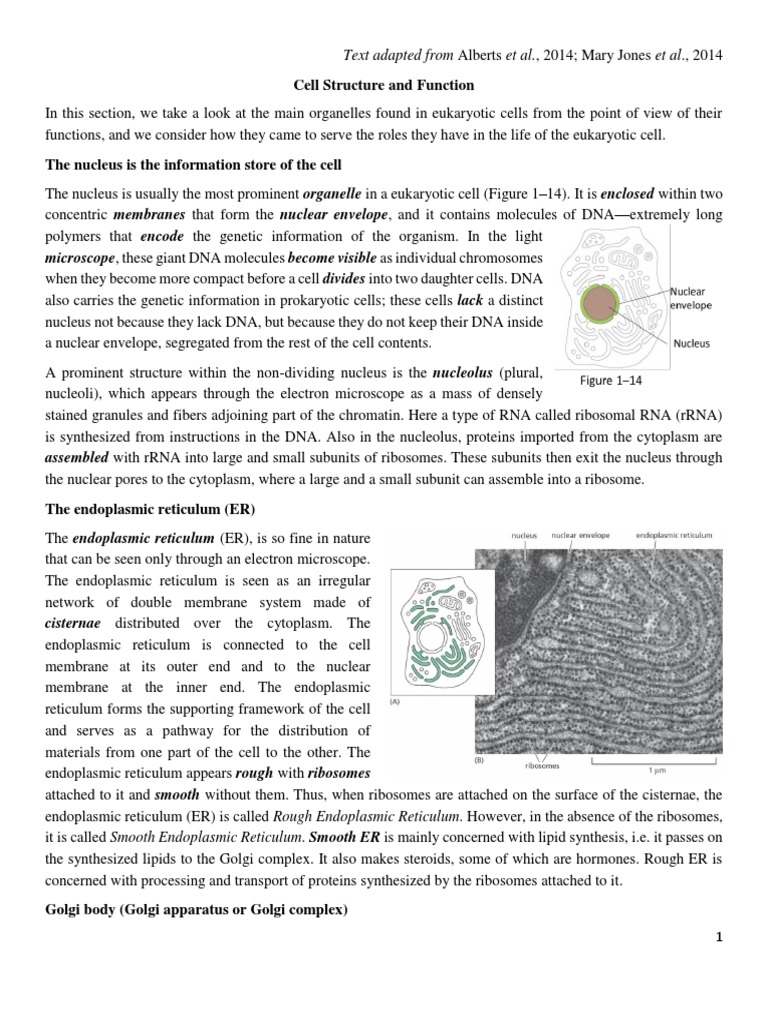 Eukaryotic Cell Organelles Guide | PDF | Endoplasmic Reticulum | Cell ...