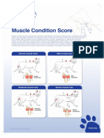 Muscle Condition Score Chart For Cats