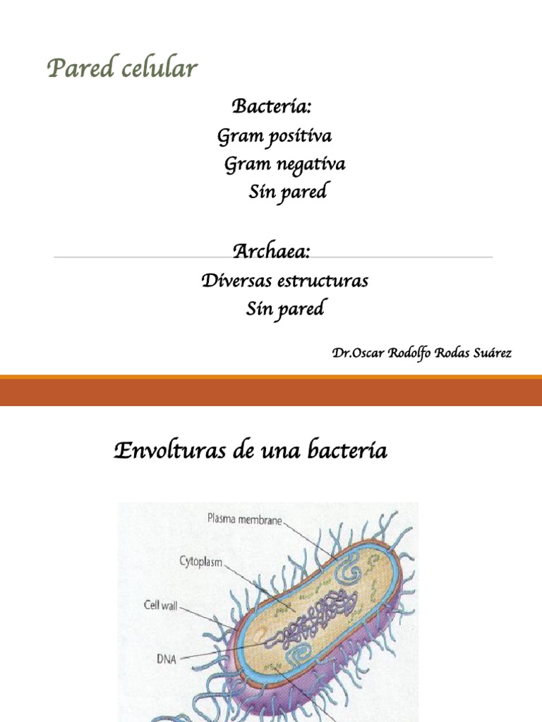 Estructura y Función de la Pared Celular Bacteriana | PDF | Pared ...