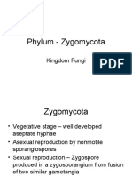 Phylum - Zygomycota: Kingdom Fungi