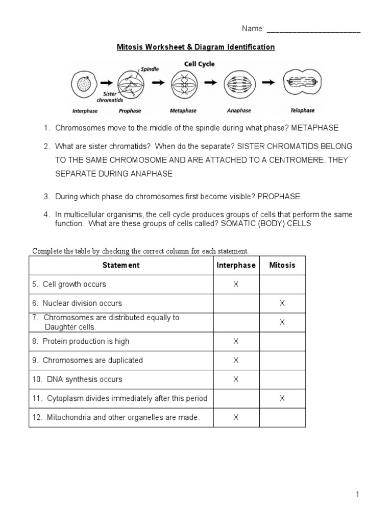 Mitosis Worksheet Diagram Identification PDF Mitosis Cellular