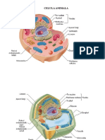 Celula Vegetala Si Animala