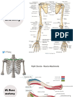 UL Bone Anatomy