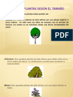 Tipos de Plantanales