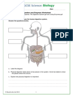 Digestion and Enzymes Worksheet: 1. The Diagram Below Shows The Human Digestive System. Answer The Questions Below