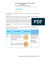 Bacterias_clasificación