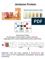 Metabolisme Protein