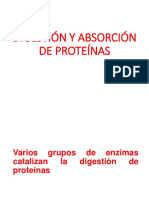 DIGESTIÓN Y ABSORCIÓN DE PROTEINAS Cinthya