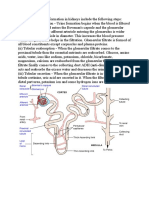 The 4 Steps of Urine Formation in the Kidneys