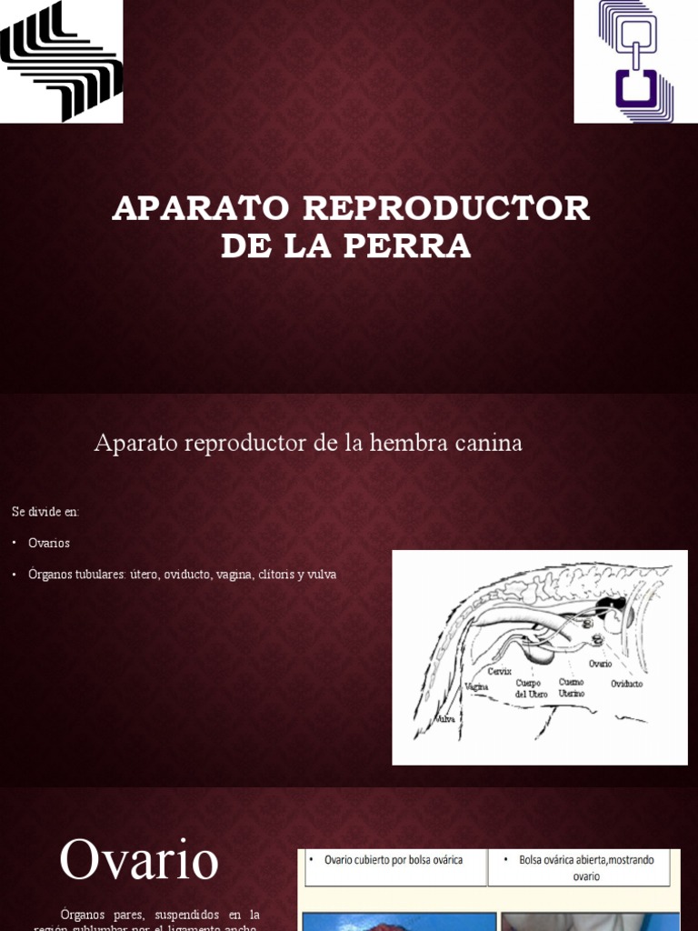 Anatomía del aparato reproductor de la perra | PDF | Vagina | Útero