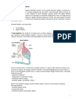 Anatomia Sistemului Limfatic