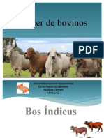 Razas Cebú: Características y Origen | PDF | Vacas | Animales domesticados