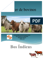 Bos Indicus Taller de Bovino