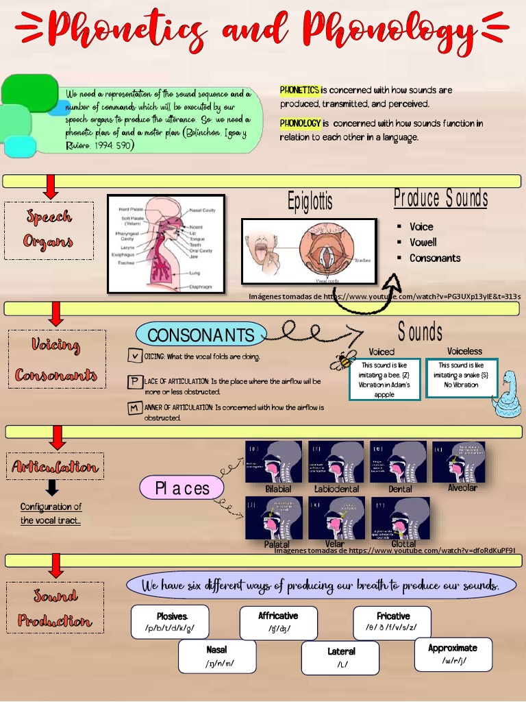 Phonetics and Phonology Explained | PDF | Phonetics | Linguistics