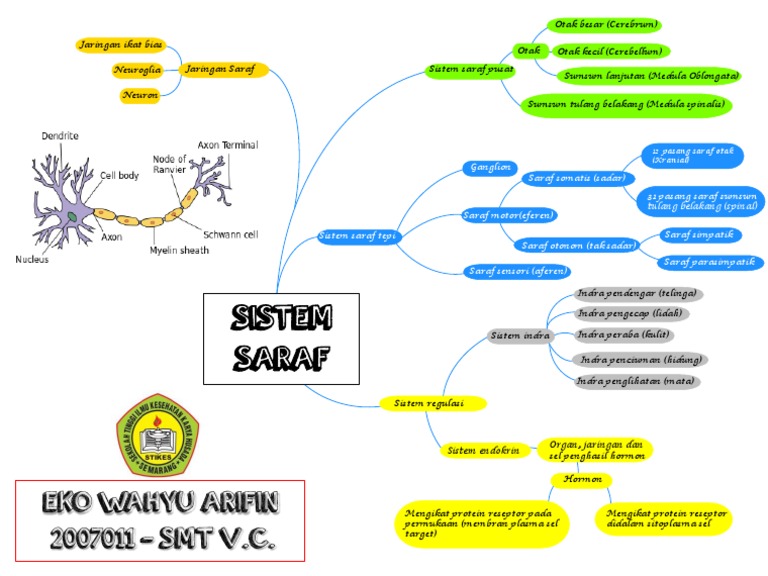 Mind Mapping Sistem Saraf | PDF