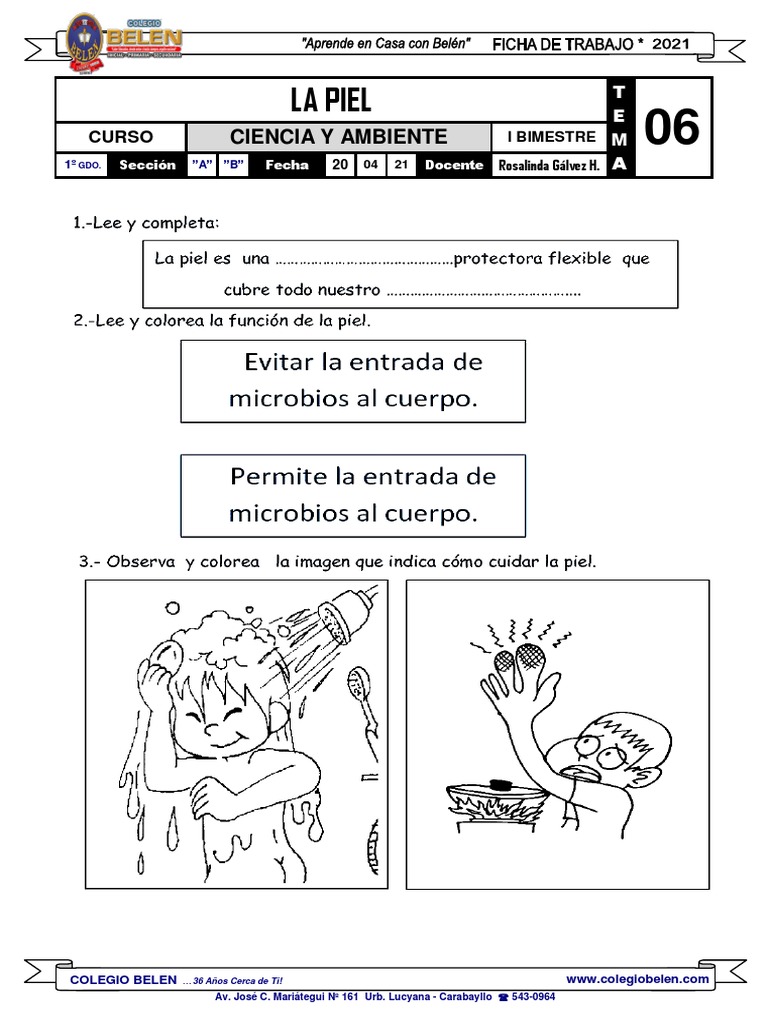 Hoja De Trabajo Sobre La Piel