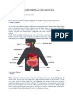 Sistem Pencernaan Pada Manusia Materi