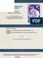 Practica 26. Sistema Urinario