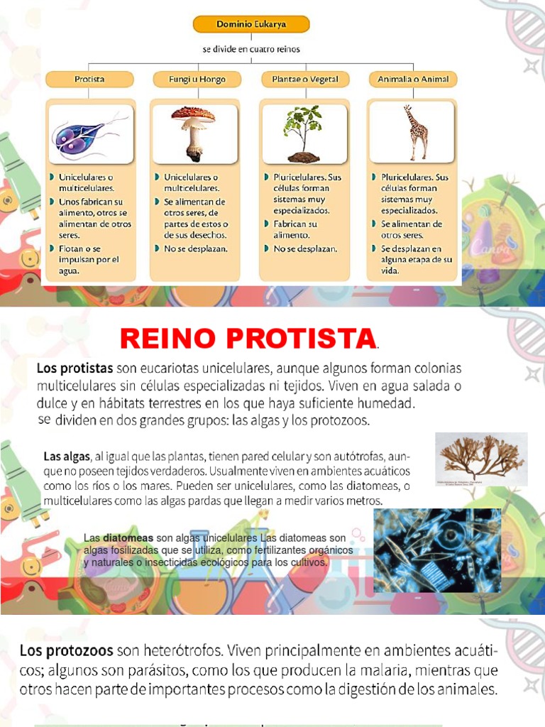 Dominio Eukarya | PDF