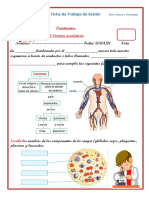 Ficha Sistema Circulatorio 3ro