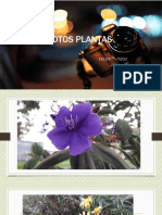 Fotos Plantas