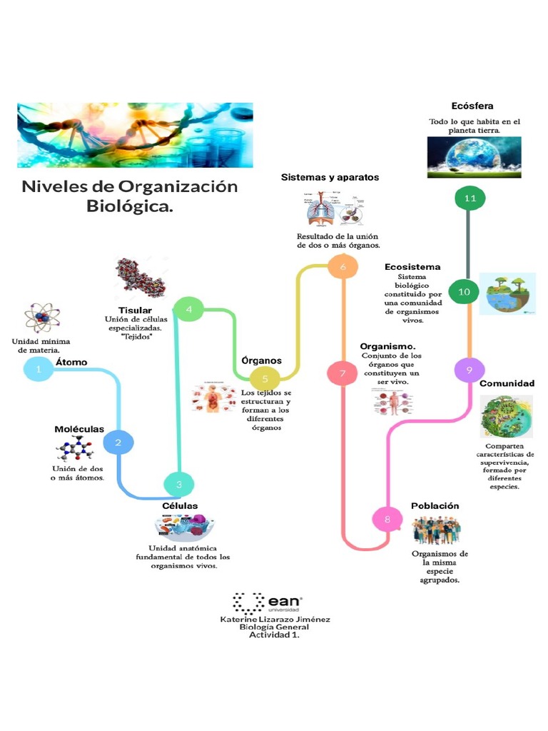 Niveles de Organización Biológica | PDF