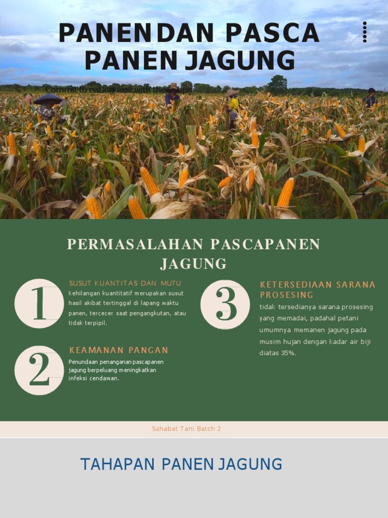 Tahapan Panen dan Pascapanen Jagung PDF