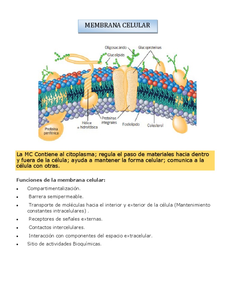 Funciones y Estructura de la Membrana Celular | PDF | Membrana celular ...