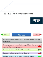 B1 2.1 The Nervous System