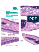 Histologi Respirasi