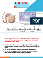 SPERMATOGENESIS