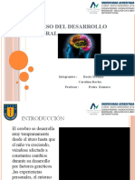 Proceso Del Desarrollo Cerebral 11111111